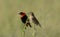 Male and Female Red Bishop Birds on perch