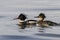 Male and female Red-breasted Merganser floating on Avacha