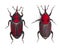 Male and Female Red palm weevil, Rhynchophorus ferrugineus, 3 weeks old