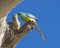 Male and female red rumped parrots