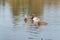 Male and female redhead ducks