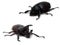 Male and Female Rhinoceros beetle