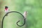 Male and Female Rose Breasted Grosbeak