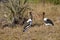 Male and Female Saddle-Billed Storks