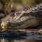 Male and Female Saltwater Crocodiles in their Natural Habitat