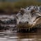 Male and Female Saltwater Crocodiles in their Natural Habitat