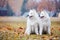 Male and female samoyed dogs in autumn park.