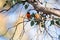 Male & female scarlet robin high in the trees