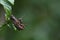 Male and Female, Short-horned Grasshoppers, Habrocnemis shanensis