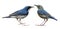 Male and female Siberian blue robin Larvivora cyane beautiful blue and white with pale grey bird isolated on white