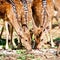 Male and female sika deer