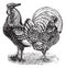 Male and female of Silver-Spangled Hamburg chicken vintage engraving