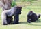 Male and Female Silverback Gorilla`s Staring at Each Other