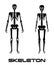 Male and female skeleton - vector silhouettes