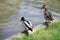 A male and female spiny duck stand near a pond with green water on a sunny spring day