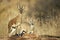 Male and female springbok