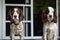 Male and female Springer Spaniel breed dogs relaxing together on porch