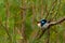 Male and female superb fairy wren