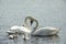 Male and female of swans and their young chicks