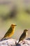 The male and female of taveta golden weaver