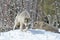 Male and Female Timber Wolves