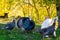 Male and female turkeys outdoors on grass