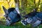 Male and female turkeys outdoors on grass