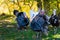 Male and female turkeys outdoors on grass