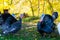 Male and female turkeys outdoors on grass