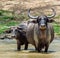 Male and female of water buffalos bathing in the pond