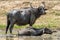 Male and female of water buffalos bathing in the pond