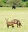 Male & female Waterbuck