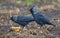 Male and female western jackdaws feeds together on a soil ground