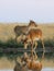 Male and female wild Saiga antelopes near the watering place in