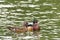 Male and female wood ducks, swimming in a pond with light reflecting