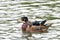 Male and female wood ducks, swimming in a pond with light reflecting