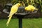 Male and female yellow Indian ring-necked parakeets at a bird bath