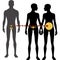 Male and females body silhouette and reproductive system. Surrogacy and in vitro fertilization, Isolated perfect image symbols on