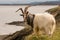 Male feral mountain goat head on with large horns on coast