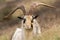 Male feral mountain goat head on with large horns head on