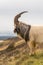 Male feral mountain goat head on with large horns portrait