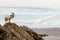 Male feral mountain goat on rocks above sea