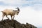 Male feral mountain goat walking on rocks above sea