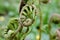 Male fern, male thyme. Dryopteris filix mas