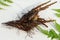 Male fern root close up on white background.