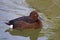 A Male Ferruginous Pochard, Aythya nyroca, swimming