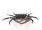 Male field crab on white background.