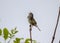 Male field sparrow singing in the late evening light