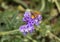 Male fiery skipper butterfly, hylephila phyleus, feeding on the nectar of clasping heliotrope on the island of Maui, Hawaii.