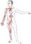 Male Figure with Select Internal Anatomy and Blood Vessels